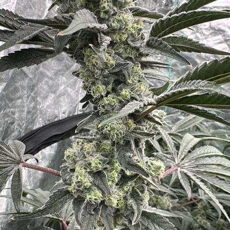 B-45 and biscotti mintz