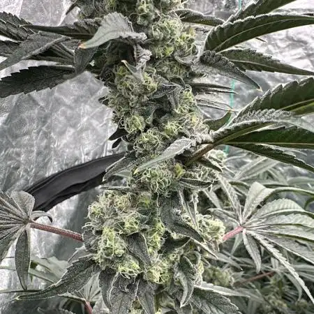 B-45 and biscotti mintz