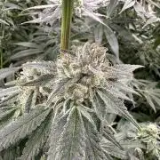 B-45 and biscotti mintz