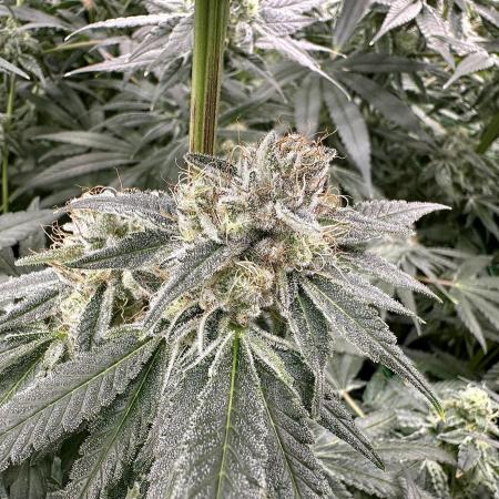 B-45 and biscotti mintz