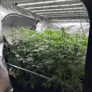 New Barney’s Strains