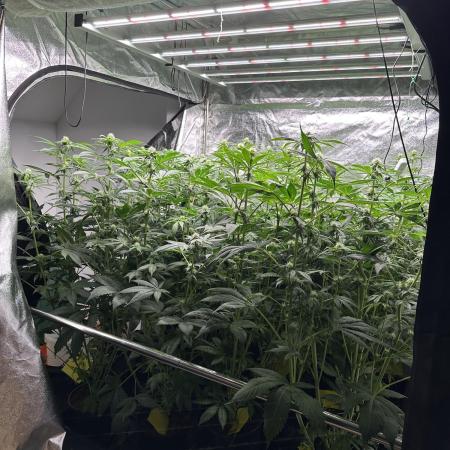 New Barney’s Strains