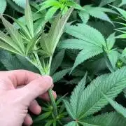 New Barney’s Strains