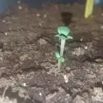 Jardín