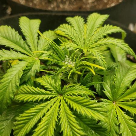 Green Crack Auto