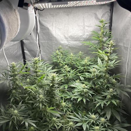 Tropicana poison 2 plants