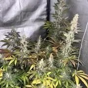 Tropicana poison 2 plants