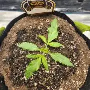 Sour Livers