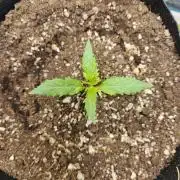 Sour Livers