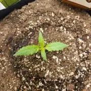 Sour Livers