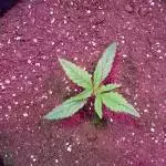 My first Grow Diary