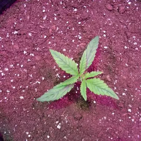 My first Grow Diary