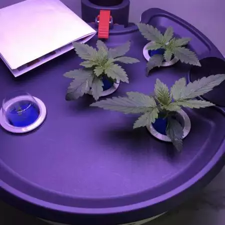 First Grow