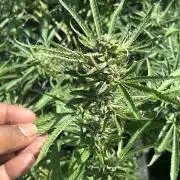 Outdoor grow