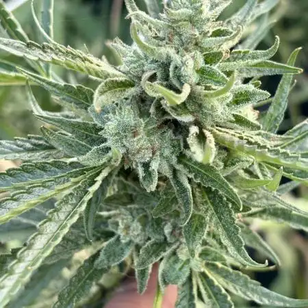 Outdoor grow