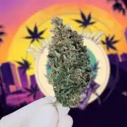 Mendo Breath B'F