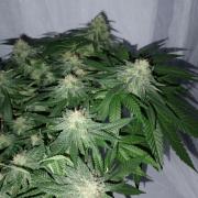 Mendo Breath B'F