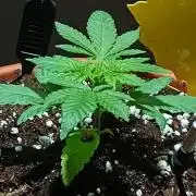 Mendo Breath B'F