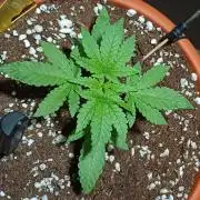 Mendo Breath B'F