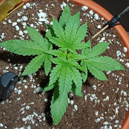 Mendo Breath B'F