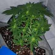 Mendo Breath B'F