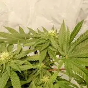 Mendo Breath B'F