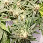 Mendo Breath B'F