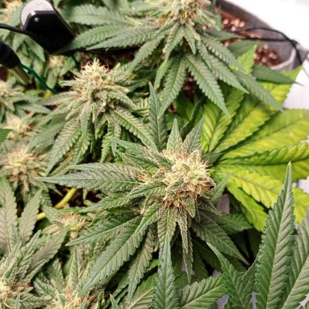 Mendo Breath B'F