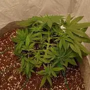 Mendo Breath B'F
