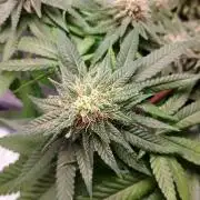 Mendo Breath B'F