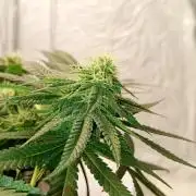 Mendo Breath B'F