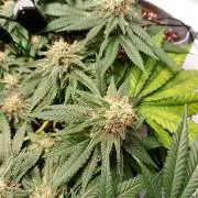 Mendo Breath B'F