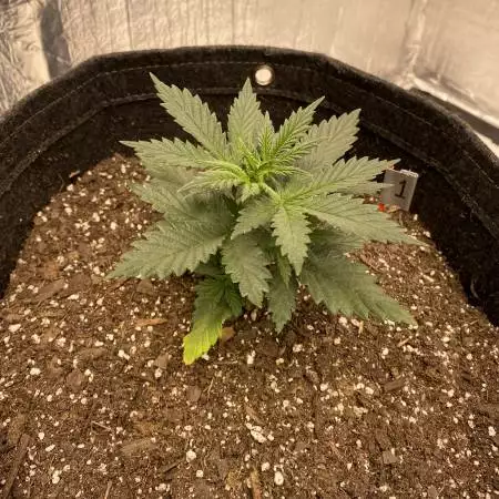Blueberry Cheese Photos, Two Plants