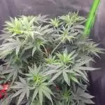 Blue Cheese 
