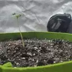 Critical kush auto