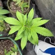 June Mix - 4 Strains