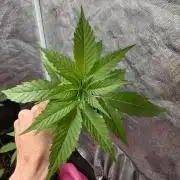 June Mix - 4 Strains