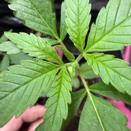 June Mix - 4 Strains