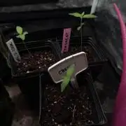 June Mix - 4 Strains