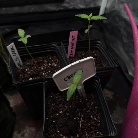 June Mix - 4 Strains
