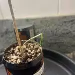 Karma Free Grow RH