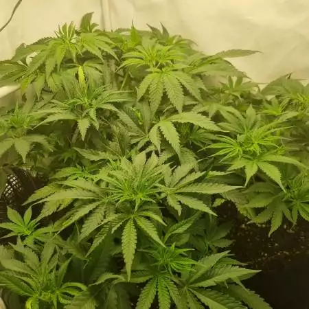 Tropicana Banana/LSD/Critical Kush