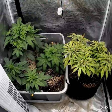 Purple OG