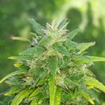 australian bastard cannabis v.2.0