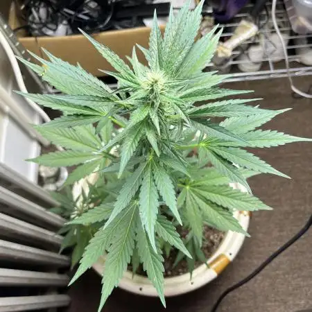 Glue gelato auto