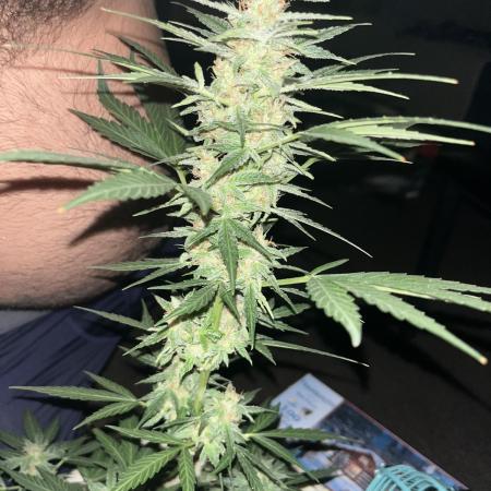 Glue gelato auto