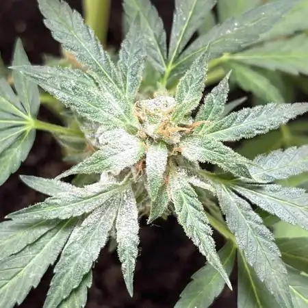 Glue gelato auto