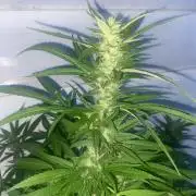 Experimento #2
