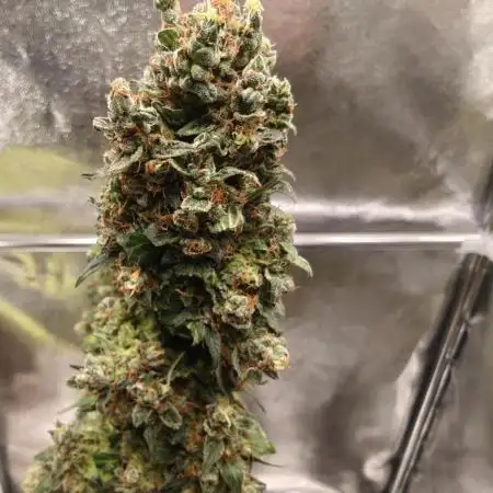 Melonade Runtz Auto