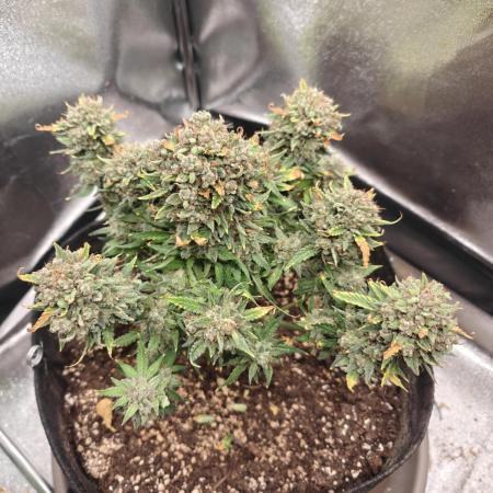 Smoothie  Auto